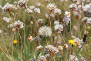 alergias frecuentes primavera